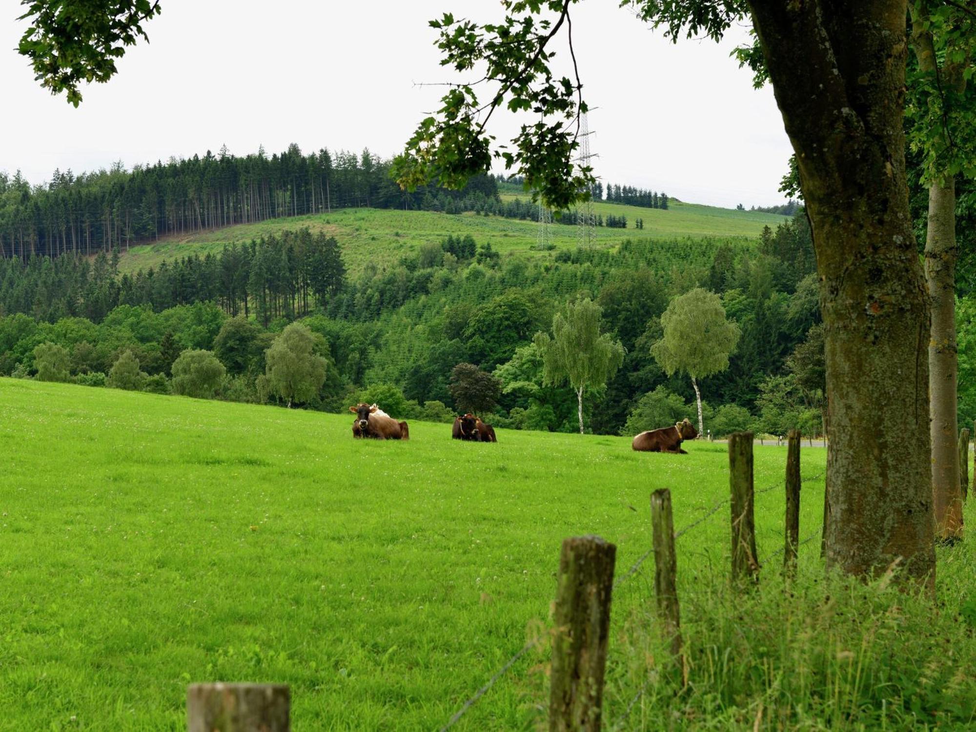 Elpe Cozy Holiday Home With Wifi In Hochsauerland מראה חיצוני תמונה